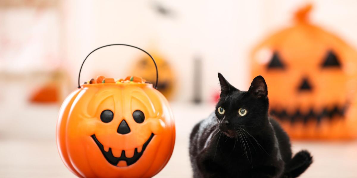 Gatto nero con caramelle nel secchio di Halloween