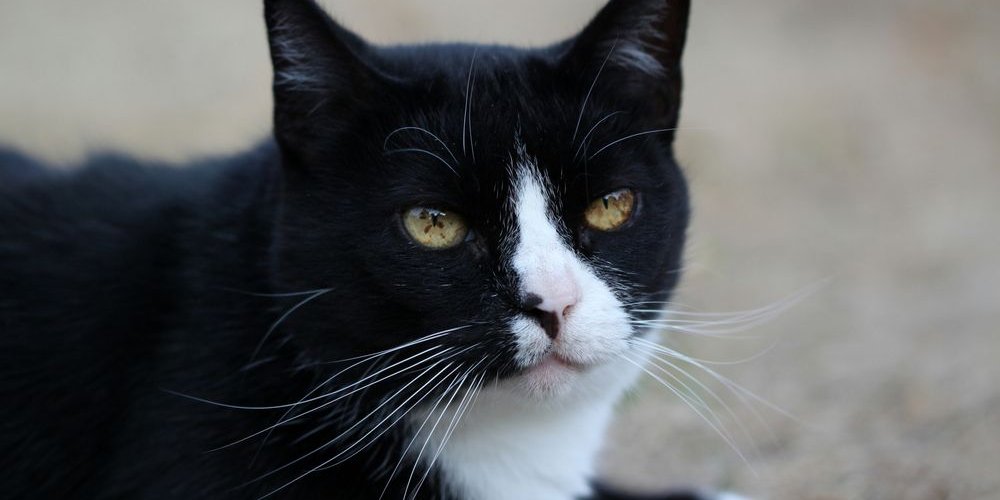 Macchie marroni nell'iride di un gatto bianco e nero.