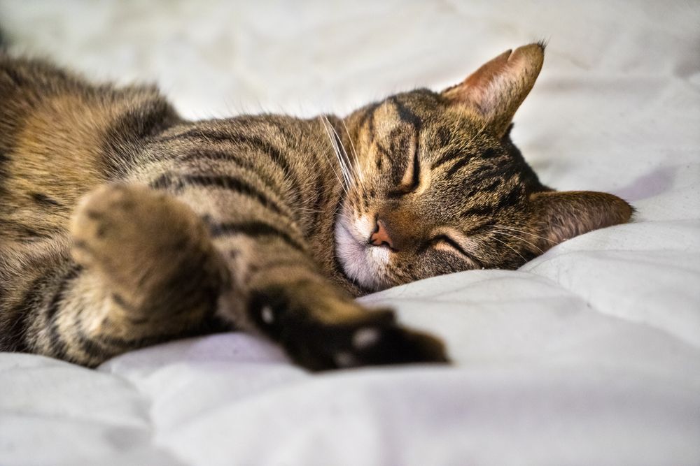 Gatto soriano grigio che dorme pacificamente su un letto