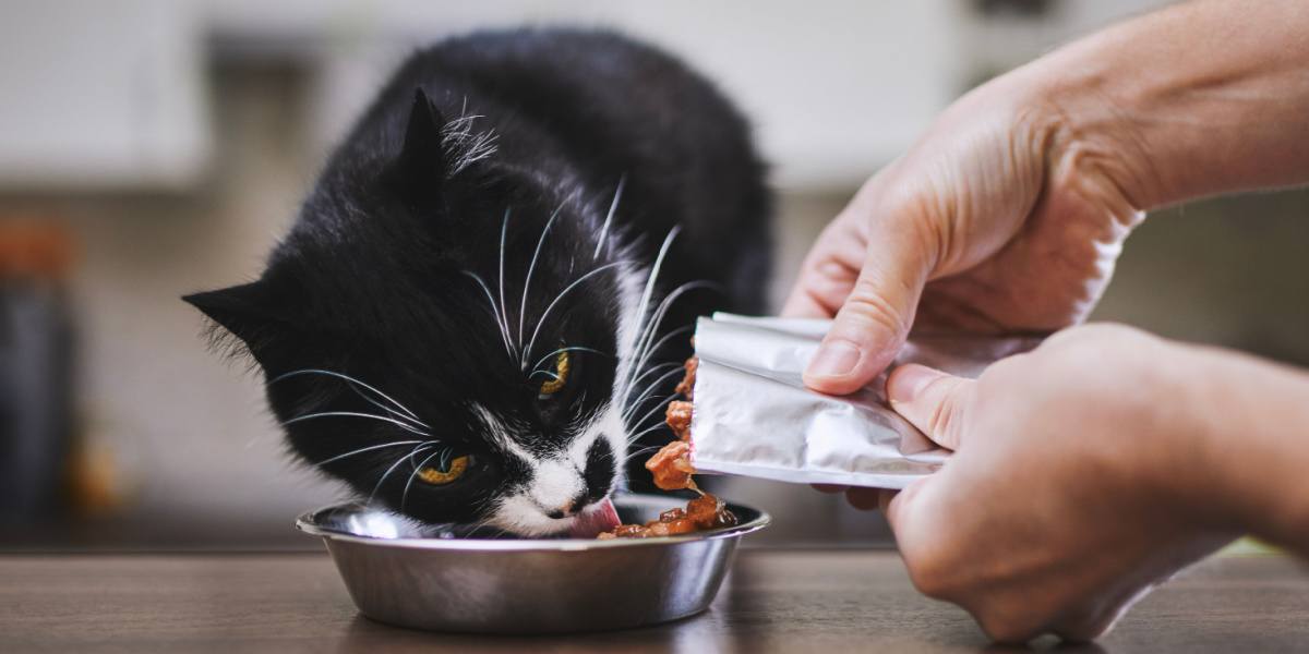 Uomo che dà da mangiare al suo gatto affamato