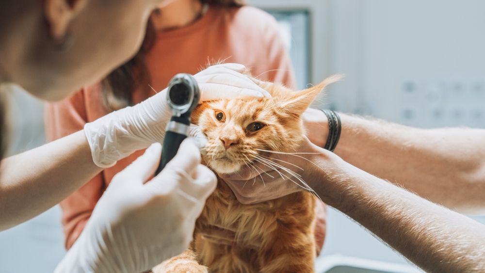 Veterinari che esaminano gli occhi di un Maine Coon domestico