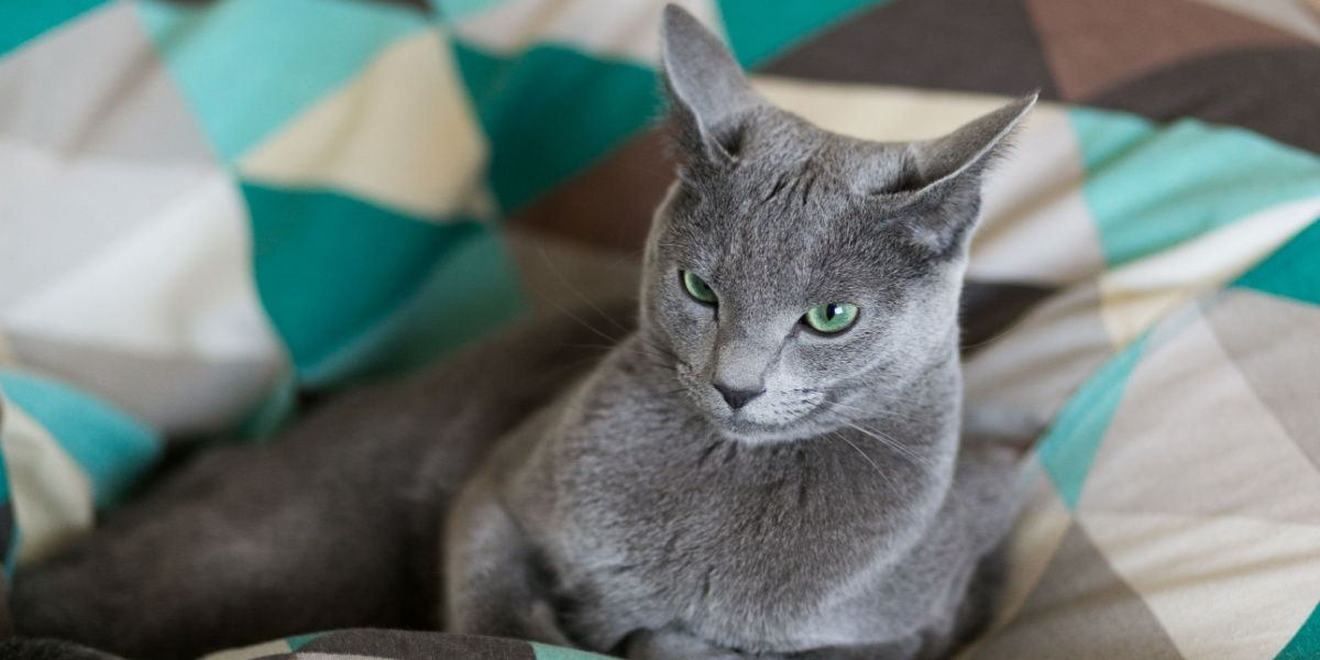 Grazioso gattino di un anno comodamente adagiato nel letto, dall'aspetto carino e contento