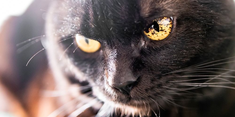 Macchie nere nell'iride (occhi) di un gatto nero