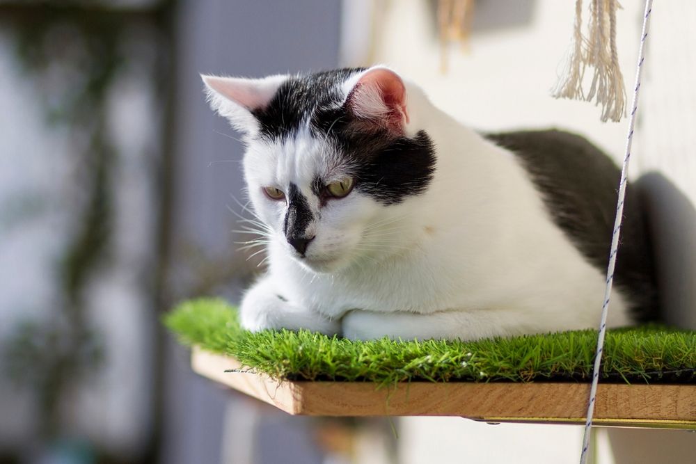 Gatto seduto su un trespolo della finestra, godendosi la vista