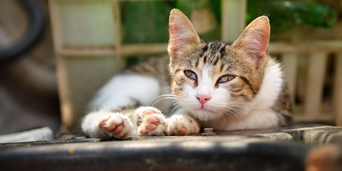 Occhio di ciliegia nei gatti: il gatto mostra la terza palpebra