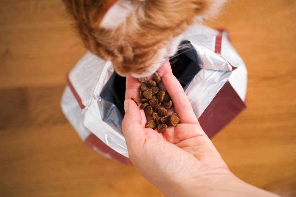 gatto Maine Coon zenzero che mangia cibo per gatti dalla mano di una donna