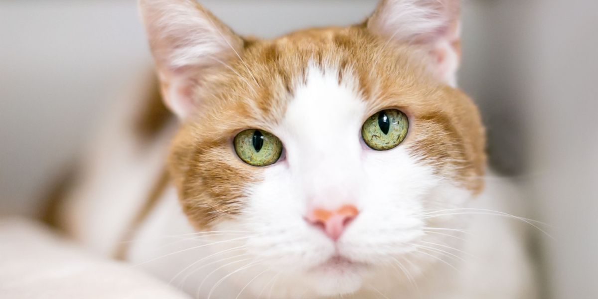 Gatto soriano arancione a pelo corto con melanosi dell'iride