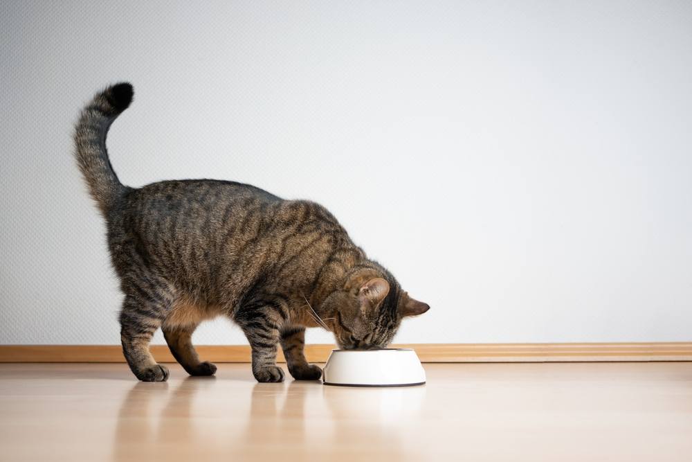 gatto soriano che mangia cibo per animali dalla ciotola