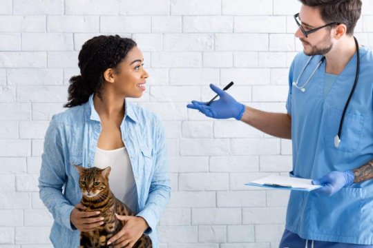 Cosa succede se non puoi permetterti le cure veterinarie per il tuo gatto? Hai delle opzioni
