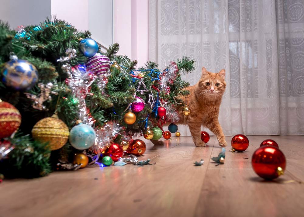 Colpa del gatto domestico - albero di Natale caduto