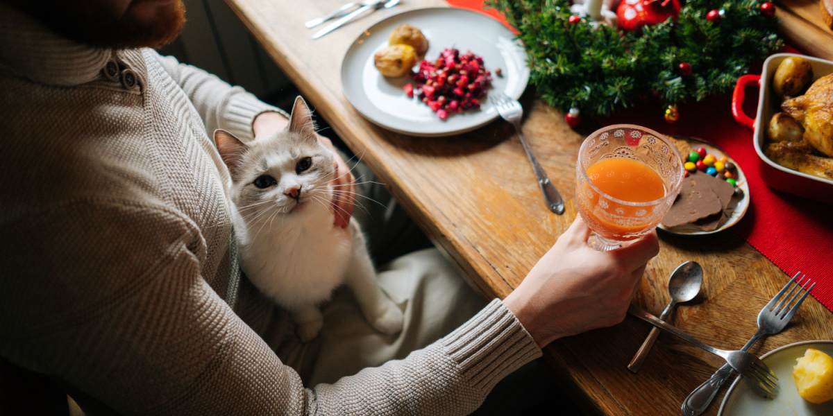 gatto sulle ginocchia dell'uomo, al tavolo della cena festiva