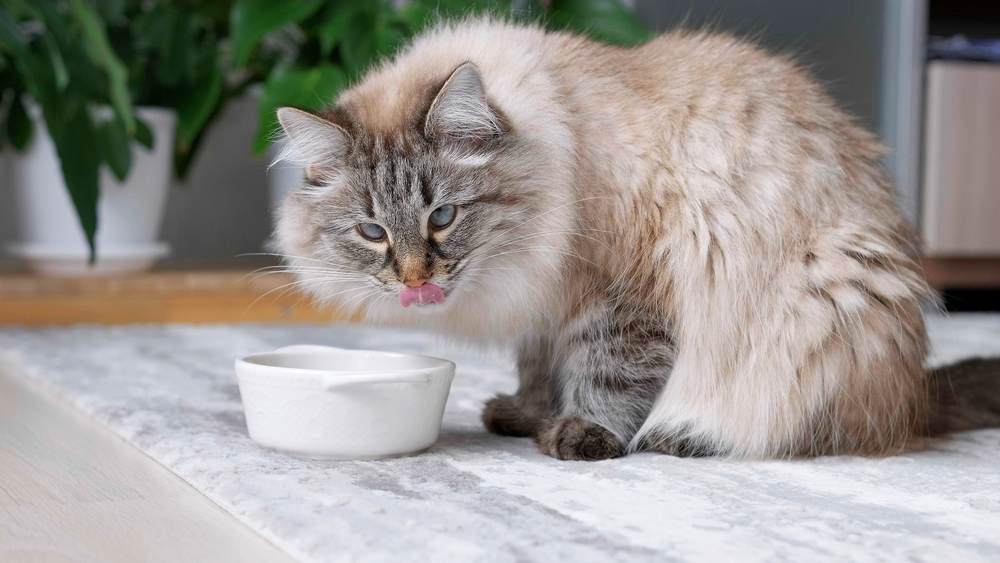 gatto soffice che mangia cibo da una ciotola bianca