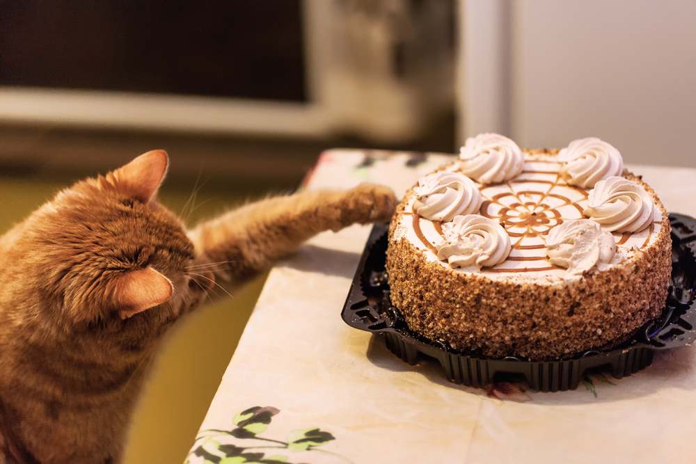 gatto rosso che allunga la mano verso la torta sul bancone