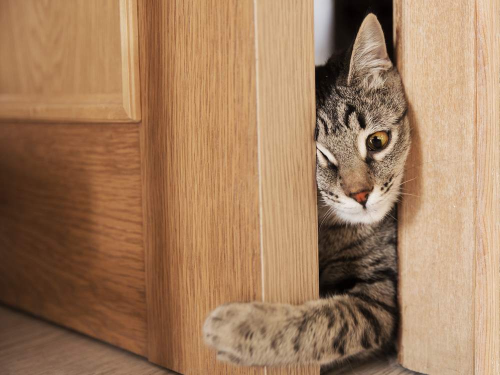 gatto grigio che cerca di entrare dalla porta