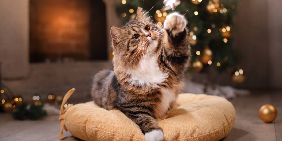 gatto soriano che gioca con decorazioni natalizie