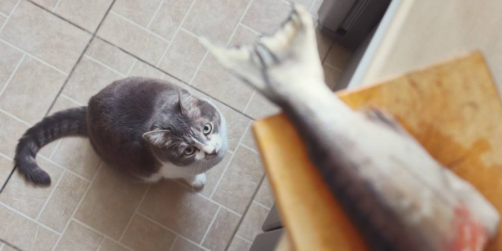 Un gatto guarda con curiosità una coda di pesce sul bancone della cucina