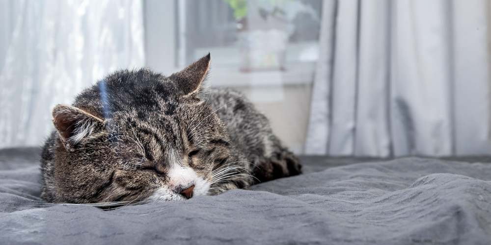 Un vecchio gatto soriano dorme su un morbido letto davanti a una finestra.