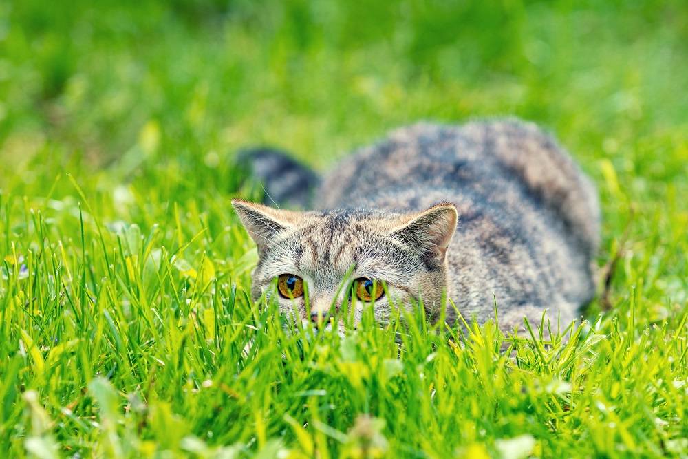 Gatto nascosto nell'erba