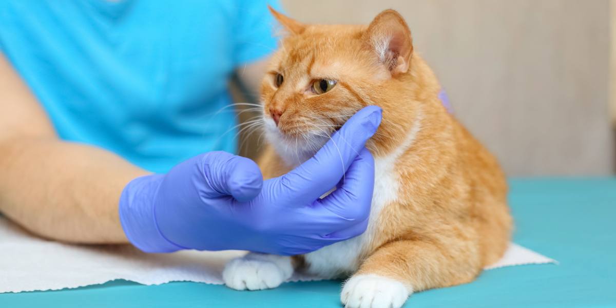 Gatto con pelo rosso al tavolo della visita veterinaria