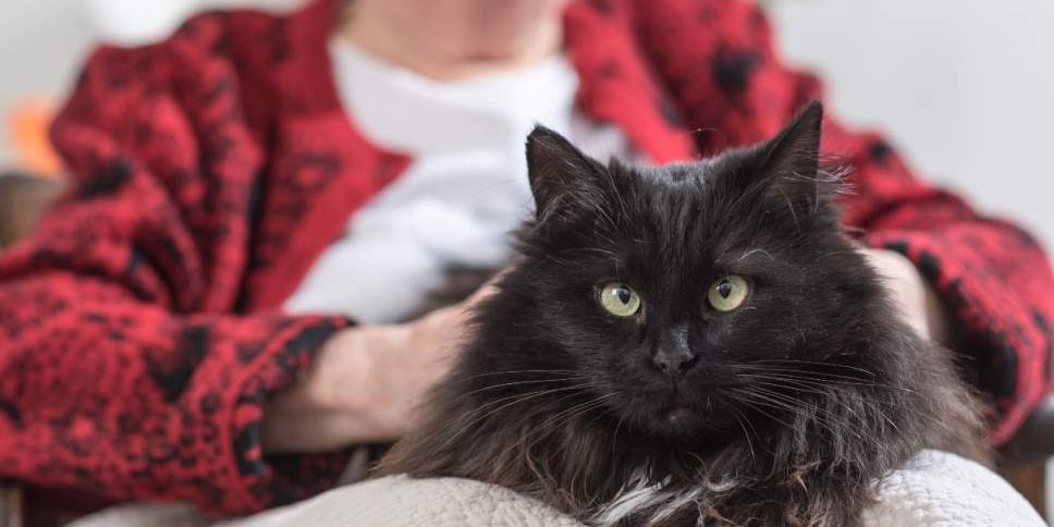 Immagine ravvicinata di un gatto grigio accarezzato da una donna anziana sullo sfondo.