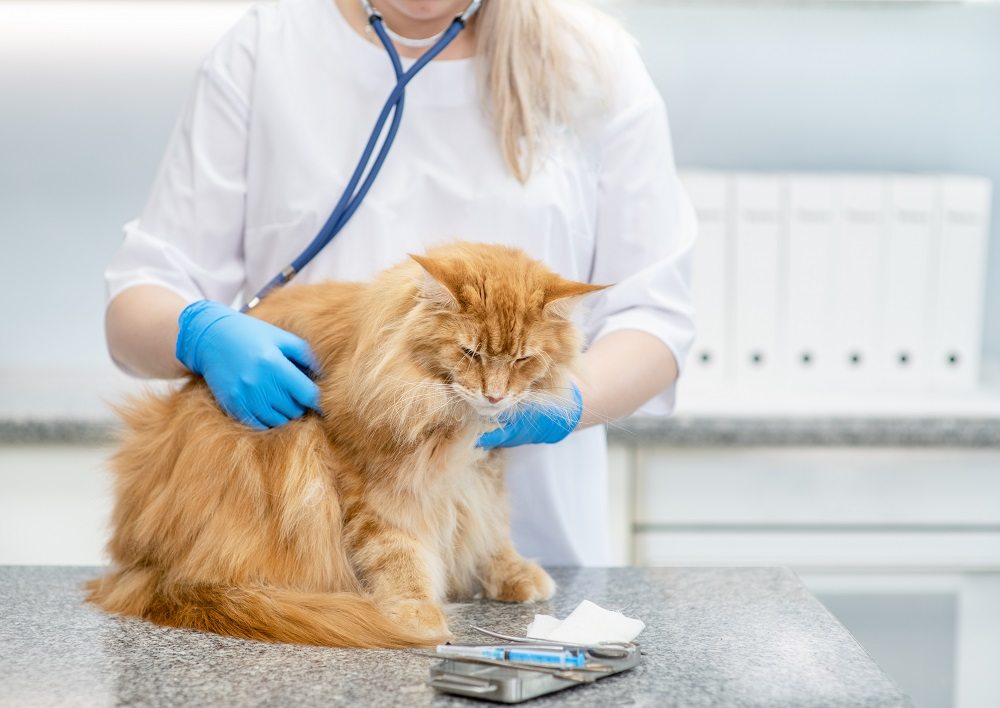 Una veterinaria con lunghi capelli biondi e guanti blu esamina con uno stetoscopio un gatto arancione a pelo lungo.