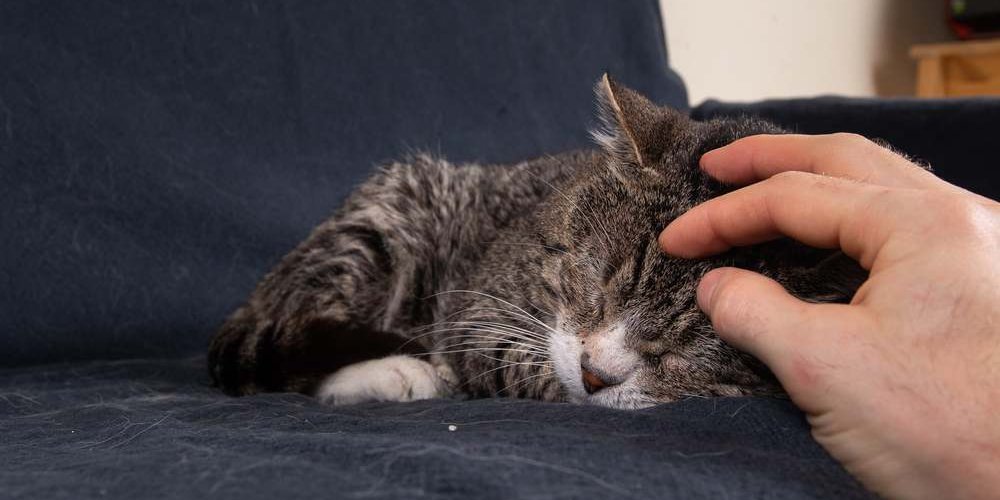 Primo piano di un anziano gatto grigio che dorme su un divano blu e riceve un graffio sulla testa da una mano umana.