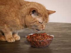 Questionable Cat Food Ingredients to Avoid