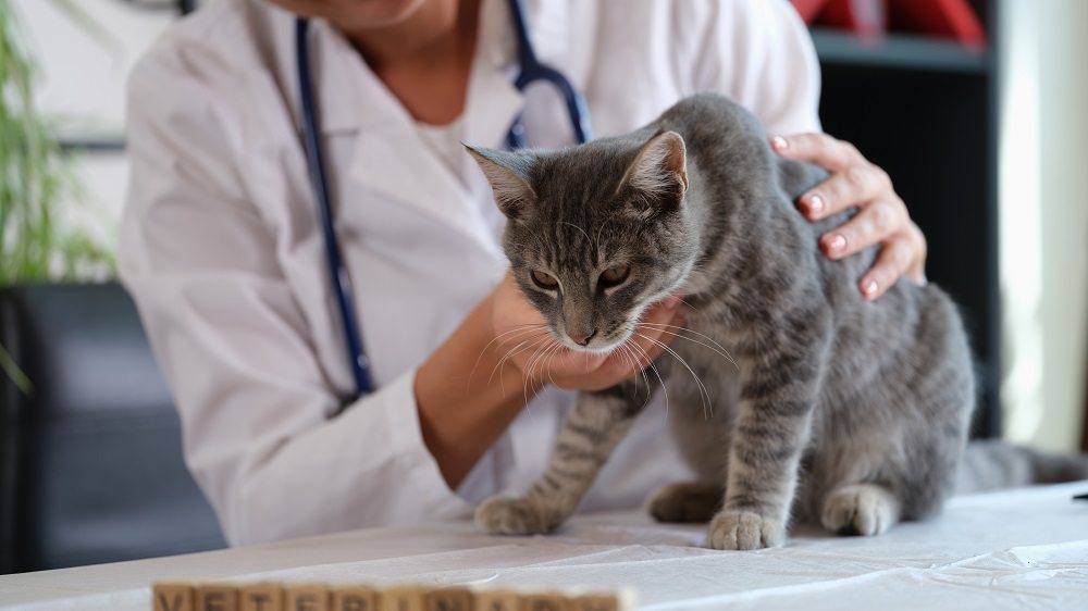 Primo piano di un gatto soriano grigio visitato da una veterinaria che indossa un camice bianco e uno stetoscopio.