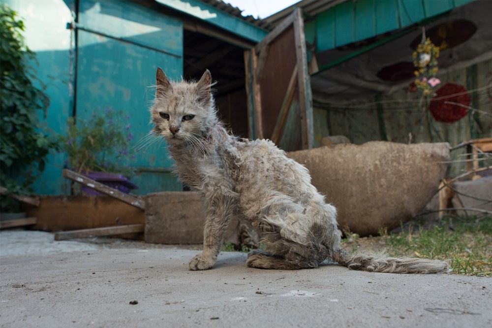 Un gatto grigio molto magro con un pelo rovinato, seduto fuori da un edificio blu con il tetto di lamiera ondulata.