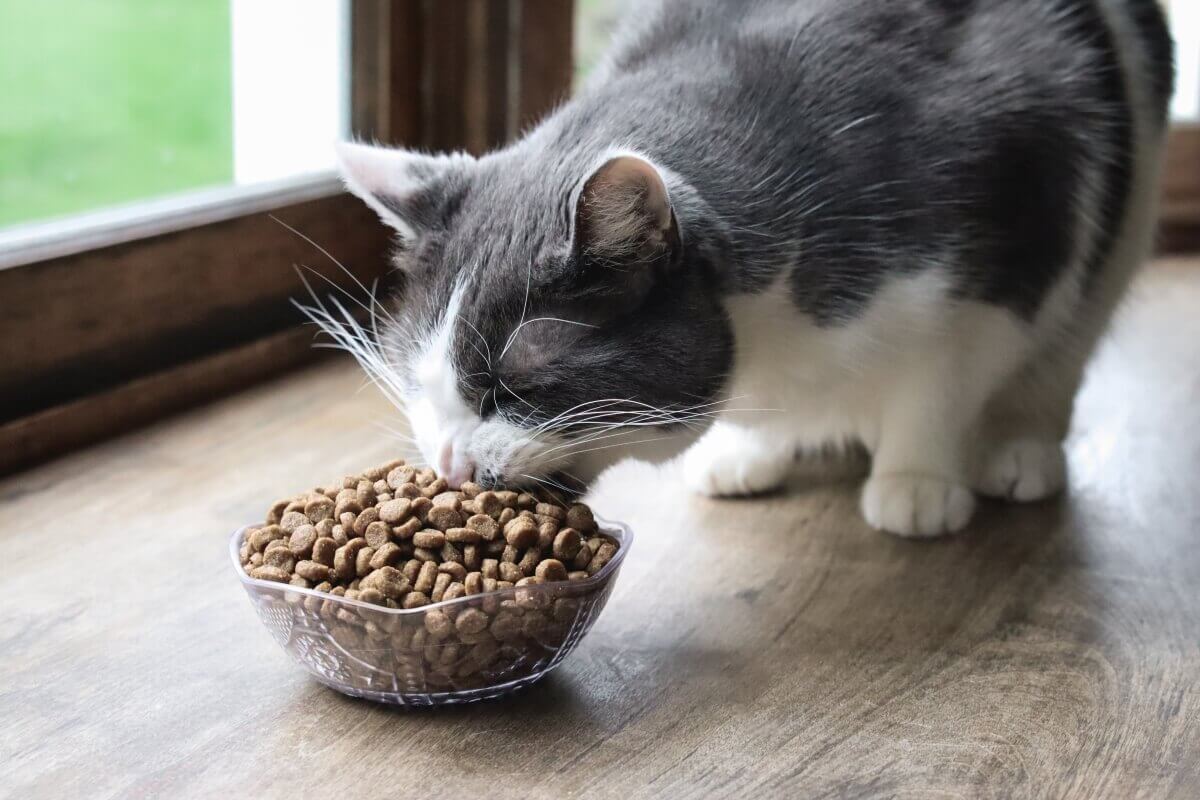 Come mantenere il cibo per gatti fresco più a lungo