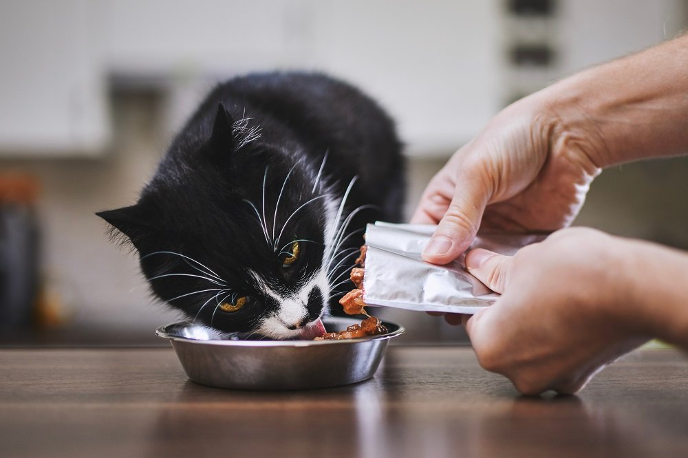 Proprietario che dà da mangiare al gatto il cibo da una busta.