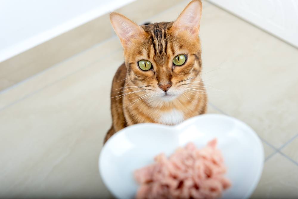 Gatto che valuta la sua nuova ciotola per il cibo umido