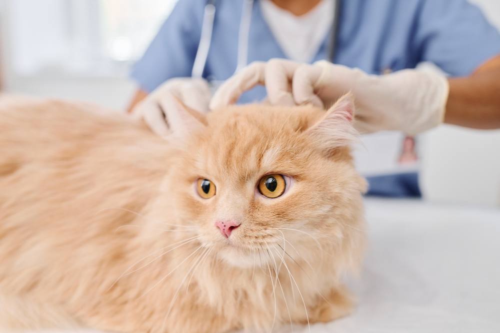 Il veterinario controlla la salute della pelle di un soffice gatto rosso