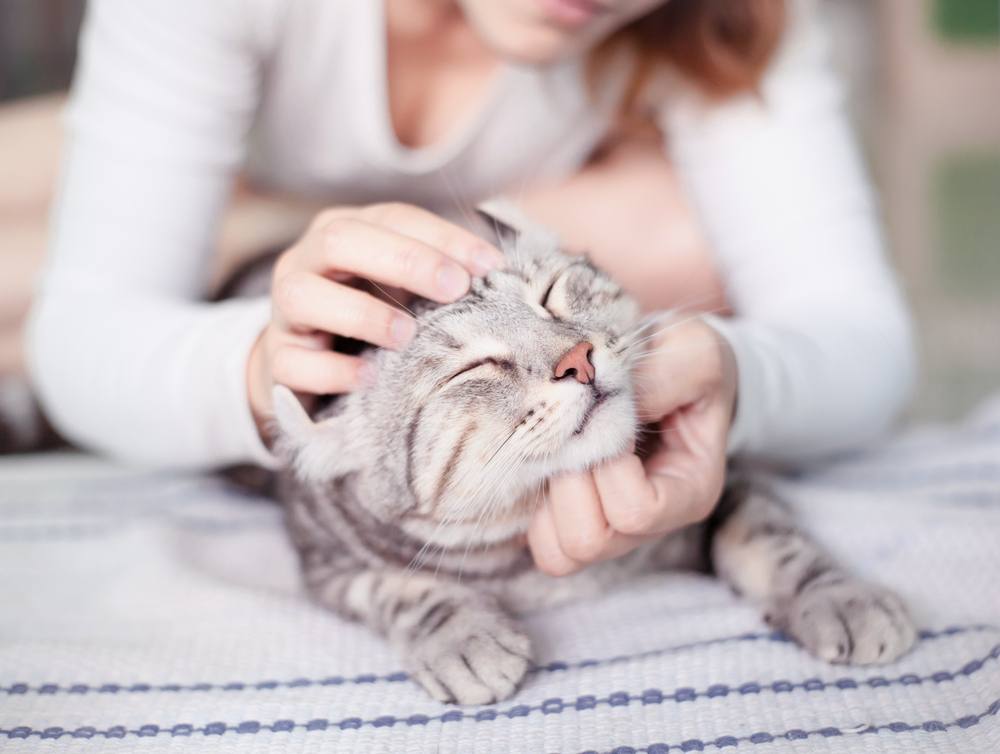 Donna che accarezza un gatto soriano argentato