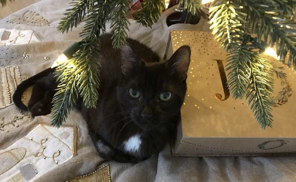 gatto nero sotto l'albero di natale