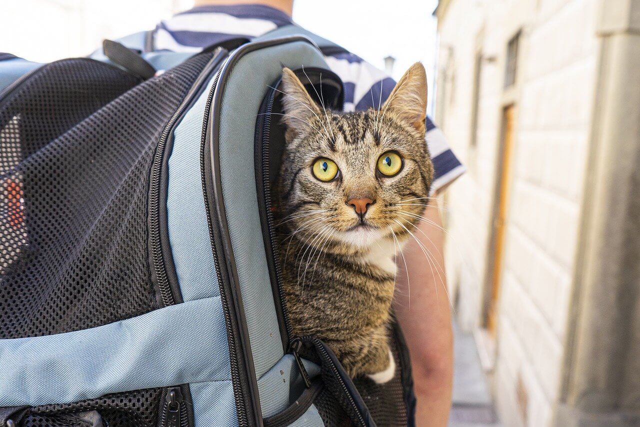 viaggio con il gatto