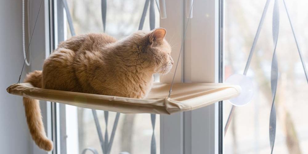 Un gatto arancione seduto su un trespolo della finestra guarda fuori.