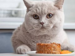 cat lying behind a plate of wet food, not eating