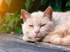 A close up of a cream colored cat curled up and resting with eyes open on an outside porch or deck in the sun.