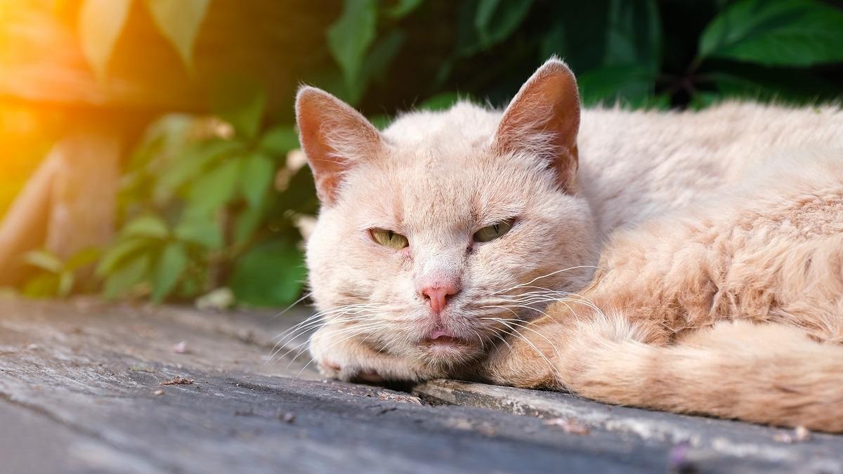 Primo piano di un gatto color crema rannicchiato e con gli occhi aperti che riposa su una veranda esterna o su una terrazza al sole.