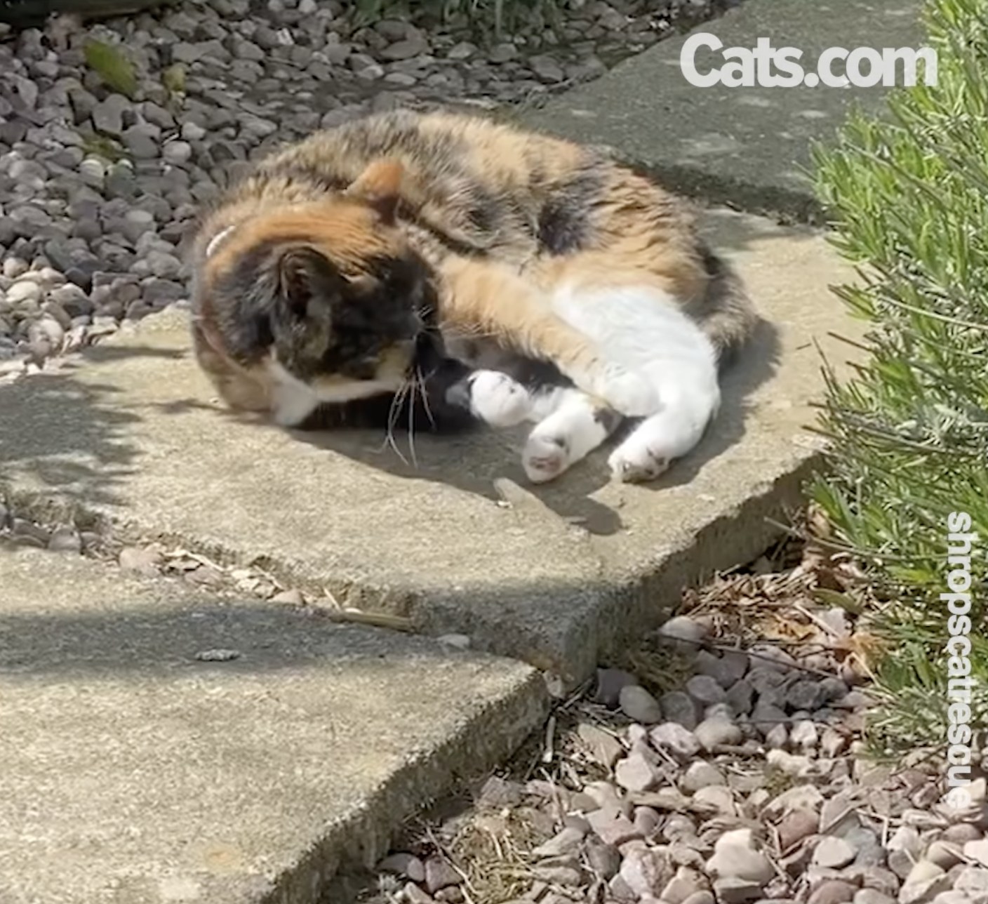 Un anziano abitante del villaggio prende un po' di sole alla Moggie's Mansion