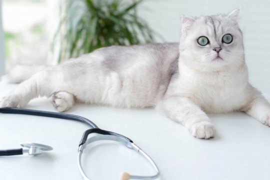 Esame annuale di benessere del gatto: cosa succede, cosa aspettarsi e quanto costa