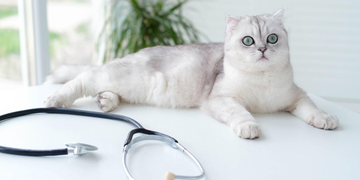 Uno Scottish Fold bianco e grigio sdraiato seduto su un tavolo con uno stetoscopio in primo piano.