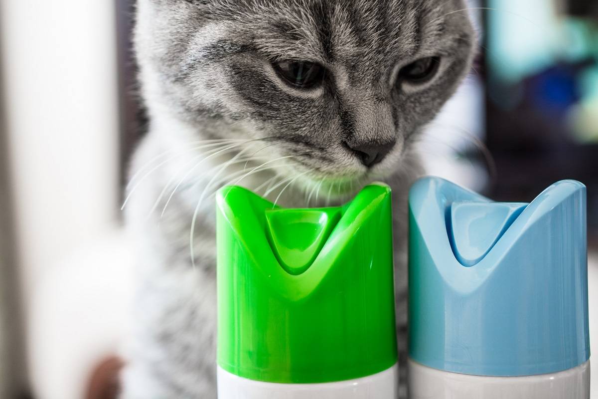 Un gatto annusa un cilindro di deodorante per ambienti. Due cilindri con tappi blu e verde. Primo piano.