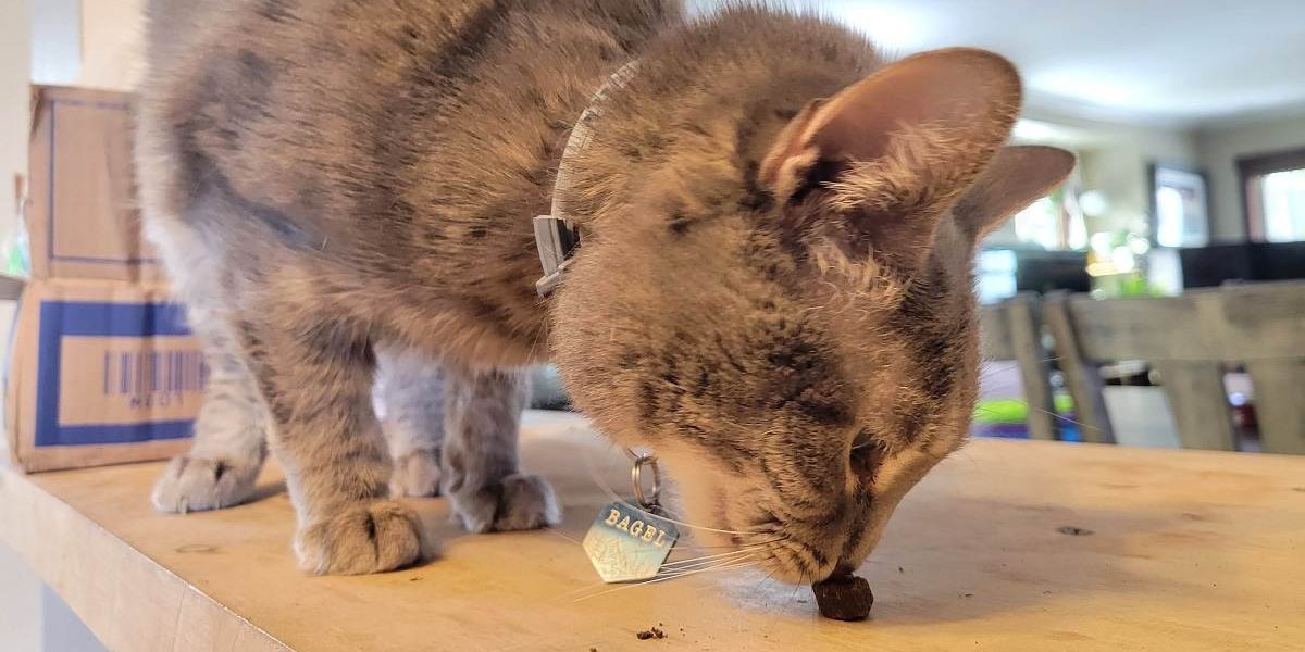 Gatto grigio che annusa un dolcetto sul tavolo.