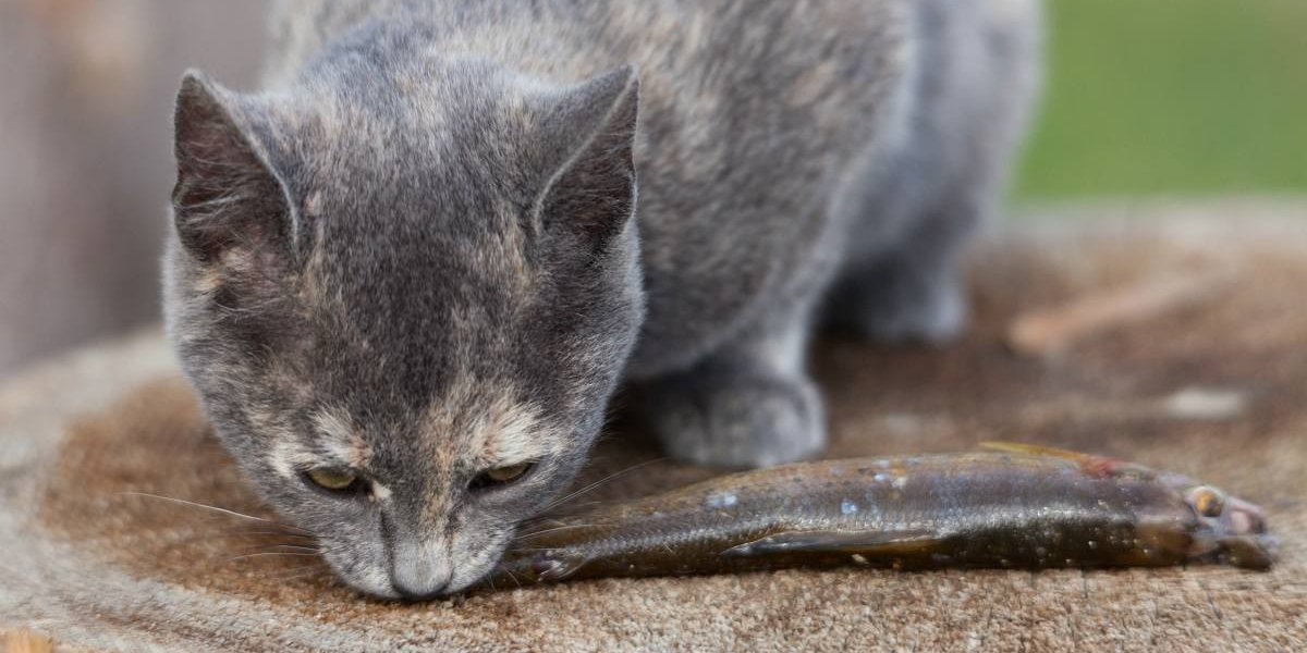 Un gatto soriano grigio mordicchia un piccolo pesce.