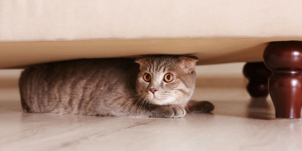 gatto nascosto sotto i mobili con gli occhi spalancati