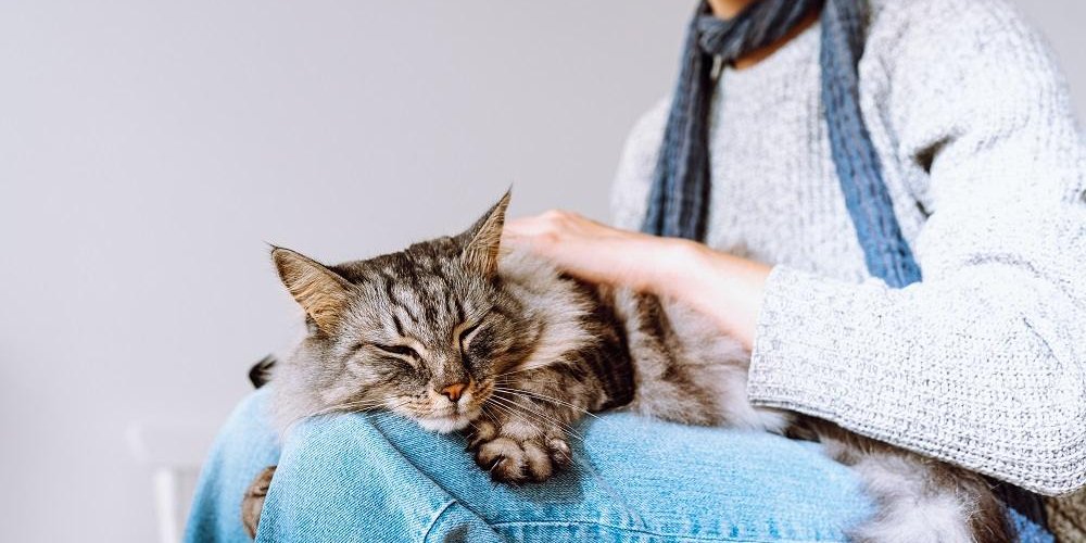 Il gatto soriano soffice dorme sulle ginocchia di una bambina