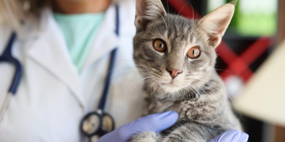 Veterinario donna in camice e stetoscopio che tiene in primo piano un gatto soriano grigio.