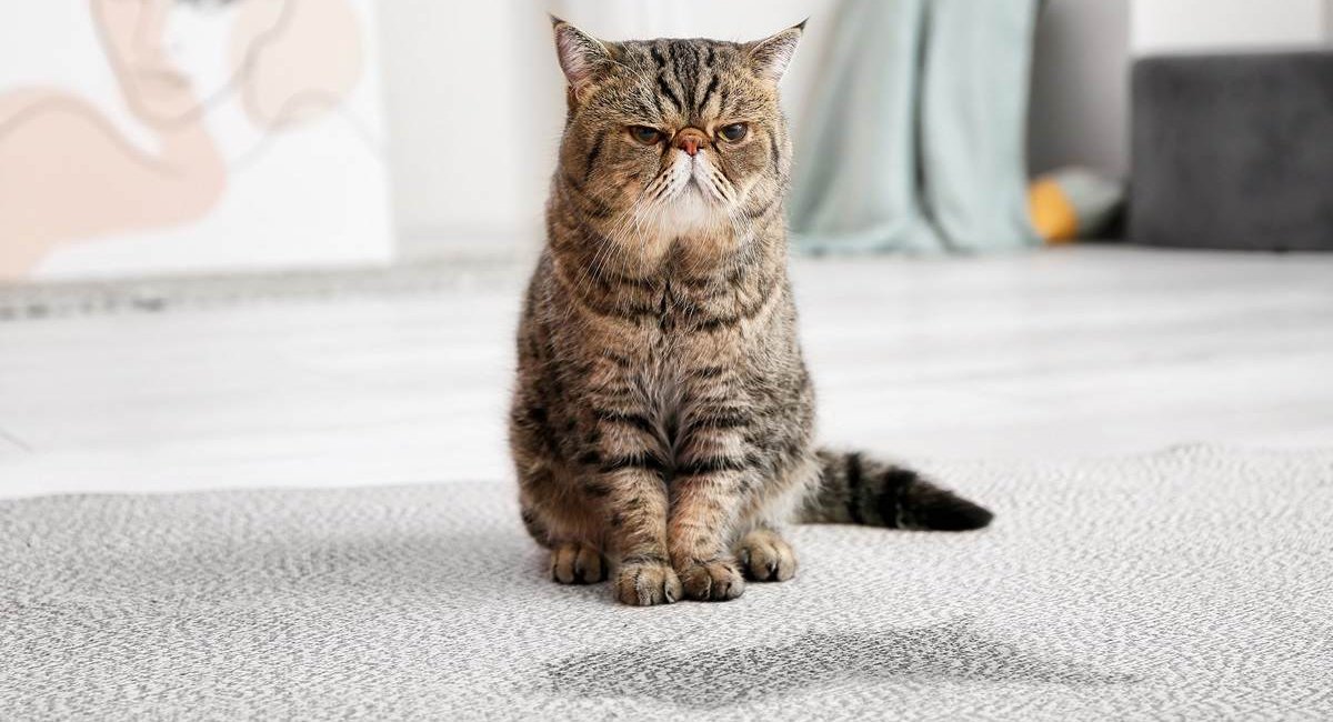 Gatto anziano dall'aria scontrosa vicino a una pozza di urina sul tappeto.